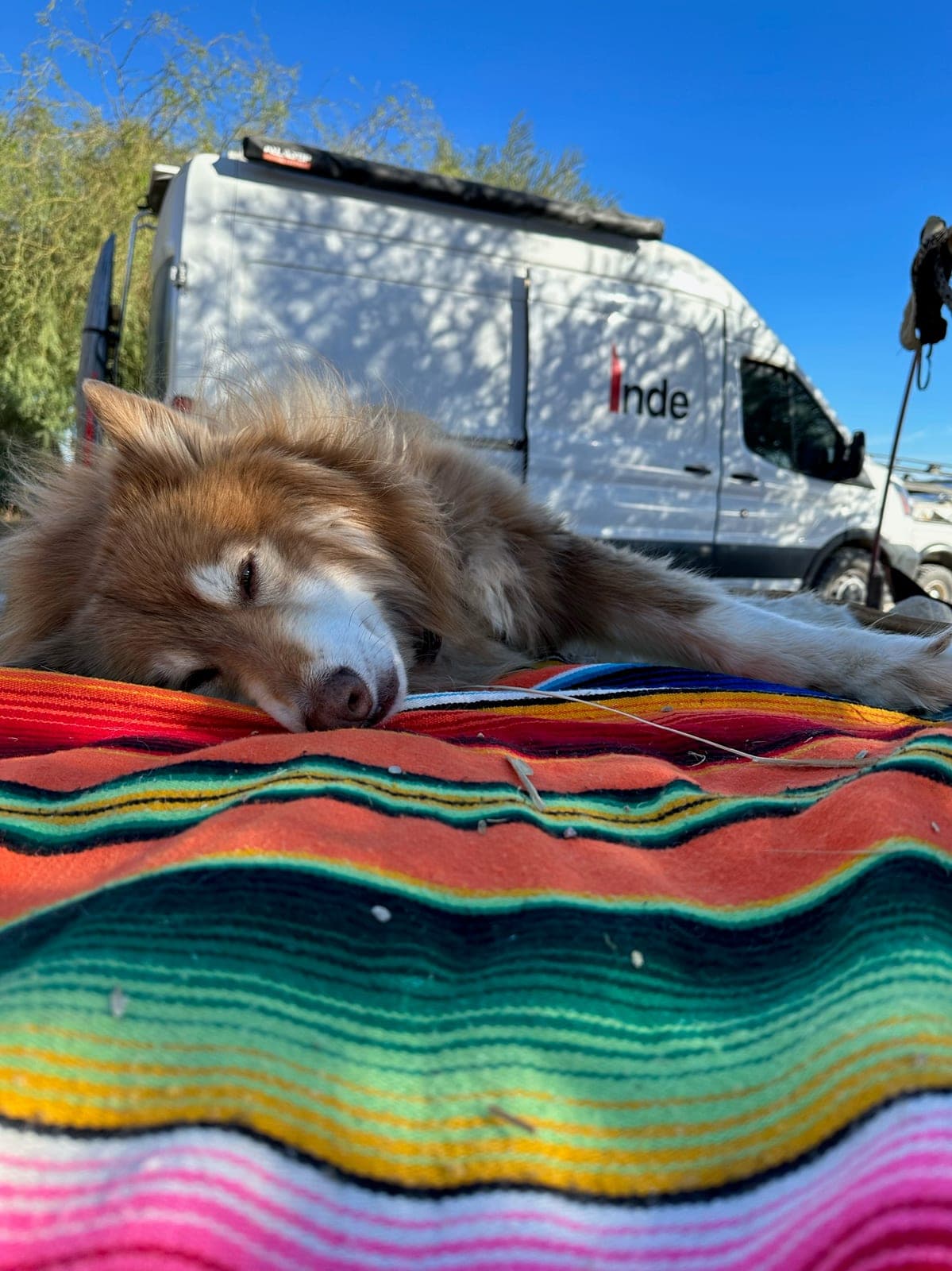 Captain asleep on a serape in front of our van at the El Sargento campsite